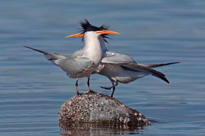 Elegant Tern- Thalasseus elegans