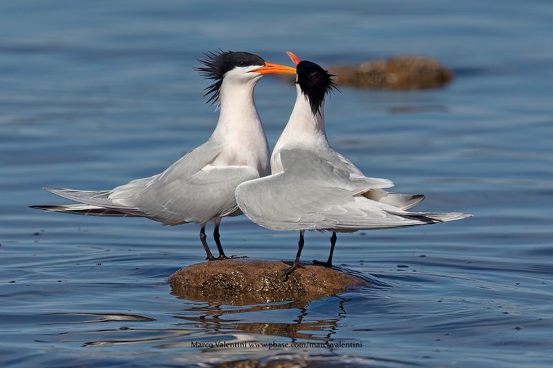 Elegant Tern- Thalasseus elegans