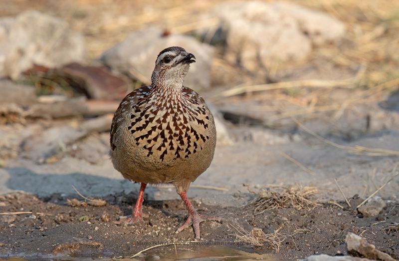 Crested francolin - Francolinus sephaena