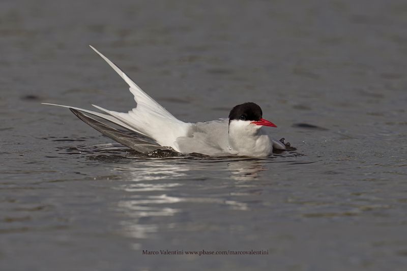 Arctic tern - Sterna paradisea