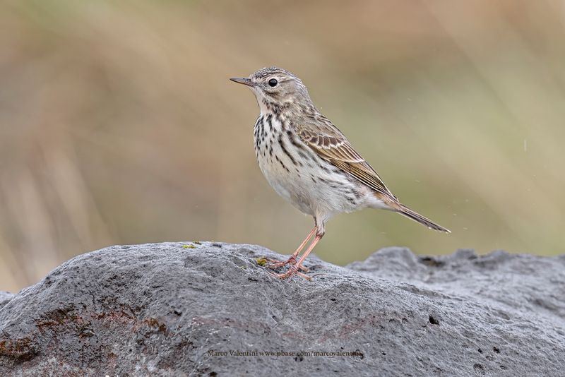 Meadow pipit - Anthus pratensis