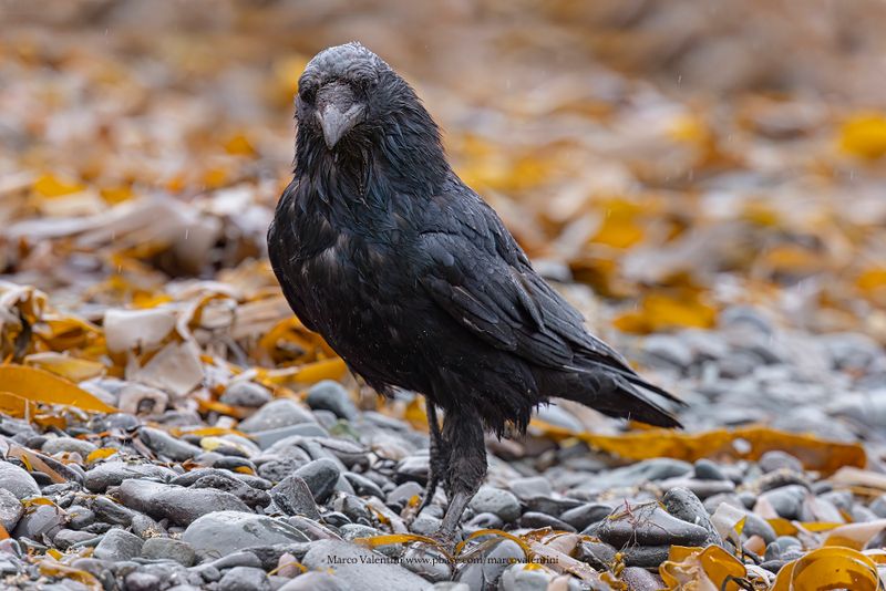 Raven - Corvus corax