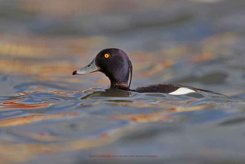 Tufted duck - Aythya fuligula