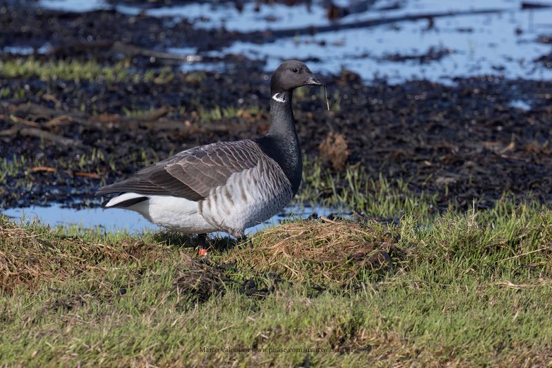 Brent Goose - Branta bernicla