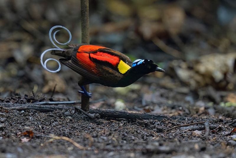 Wilson's Bird-of-Paradise - Diphyllodes respublica