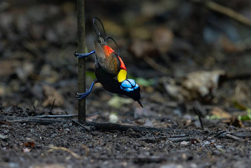 Wilson's Bird-of-Paradise - Diphyllodes respublica