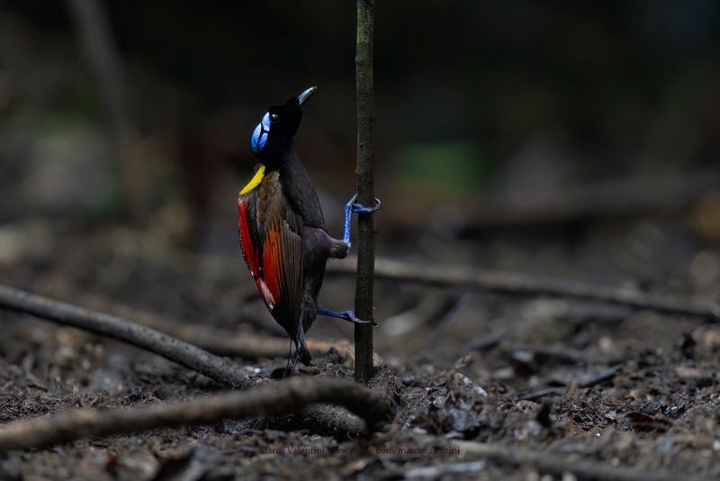 Wilson's Bird-of-Paradise - Diphyllodes respublica