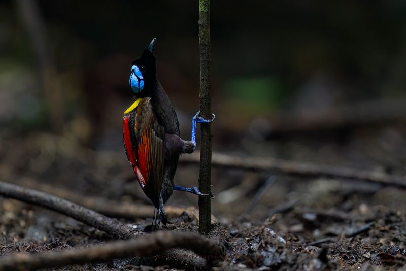 Wilson's Bird-of-Paradise - Diphyllodes respublica