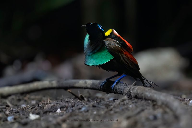 Wilson's Bird-of-Paradise - Diphyllodes respublica