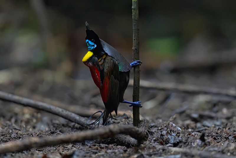 Wilson's Bird-of-Paradise - Diphyllodes respublica