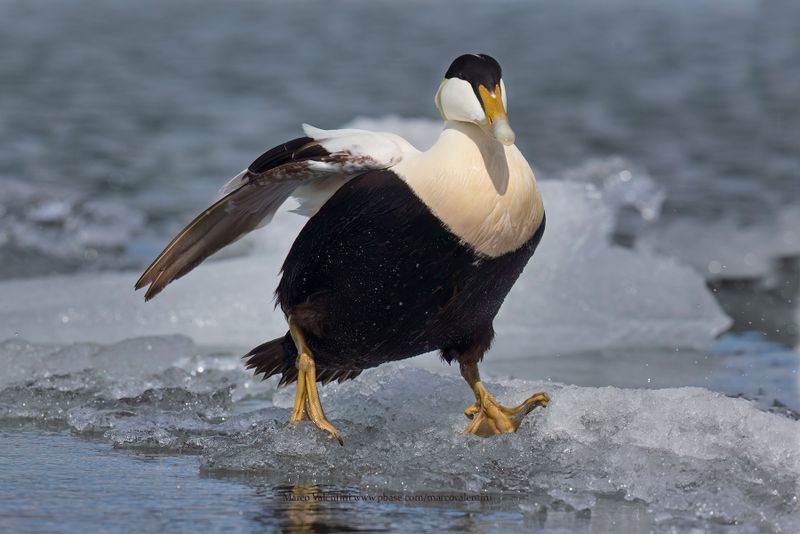 Common Eider - Somateria mollissima