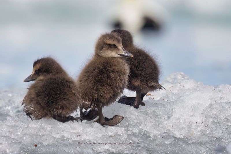 Common Eider - Somateria mollissima