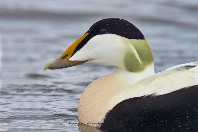 Common Eider - Somateria mollissima