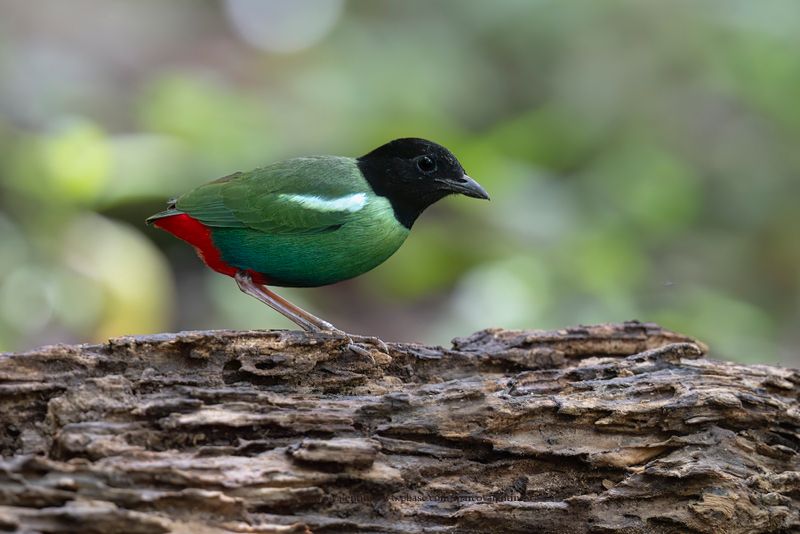 Eastern Hooded Pitta - Pitta novaeguineae