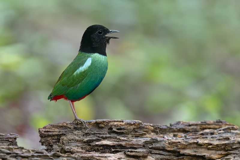 Eastern Hooded Pitta - Pitta novaeguineae
