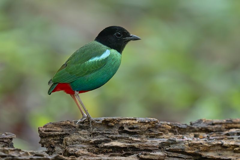 Eastern Hooded Pitta - Pitta novaeguineae