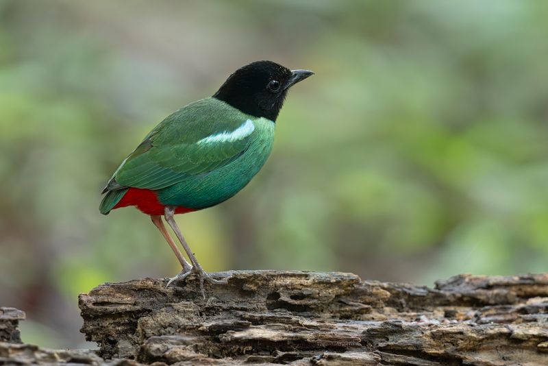 Eastern Hooded Pitta - Pitta novaeguineae
