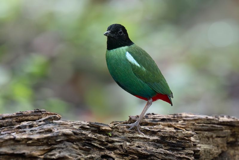Eastern Hooded Pitta - Pitta novaeguineae