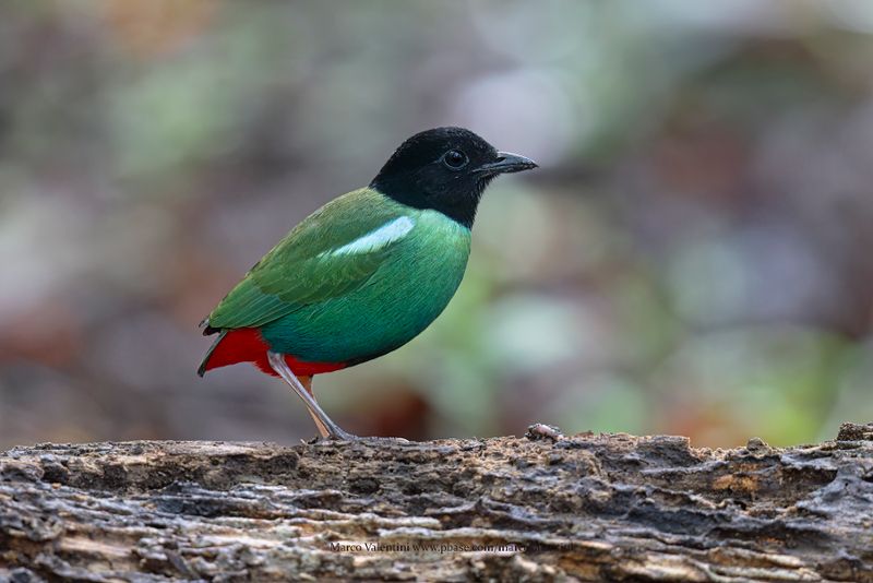 Eastern Hooded Pitta - Pitta novaeguineae