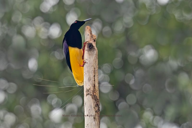 Twelve-wired Bird-of-Paradise - Seleucidis melanoleucus