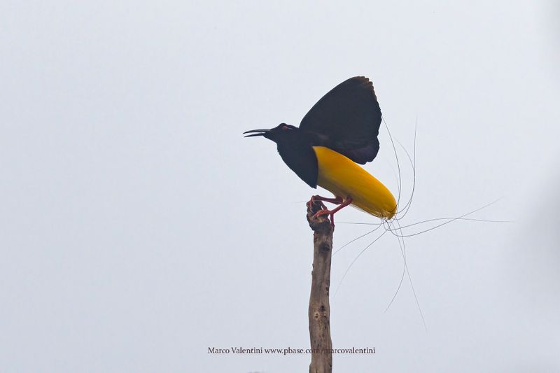 Twelve-wired Bird-of-Paradise - Seleucidis melanoleucus