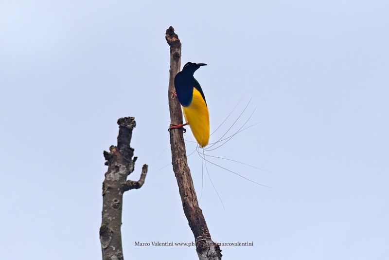 Twelve-wired Bird-of-Paradise - Seleucidis melanoleucus
