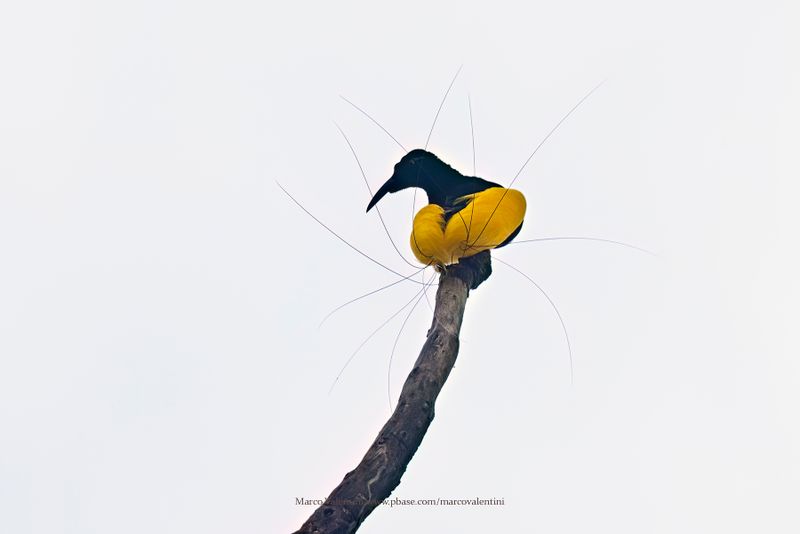 Twelve-wired Bird-of-Paradise - Seleucidis melanoleucus