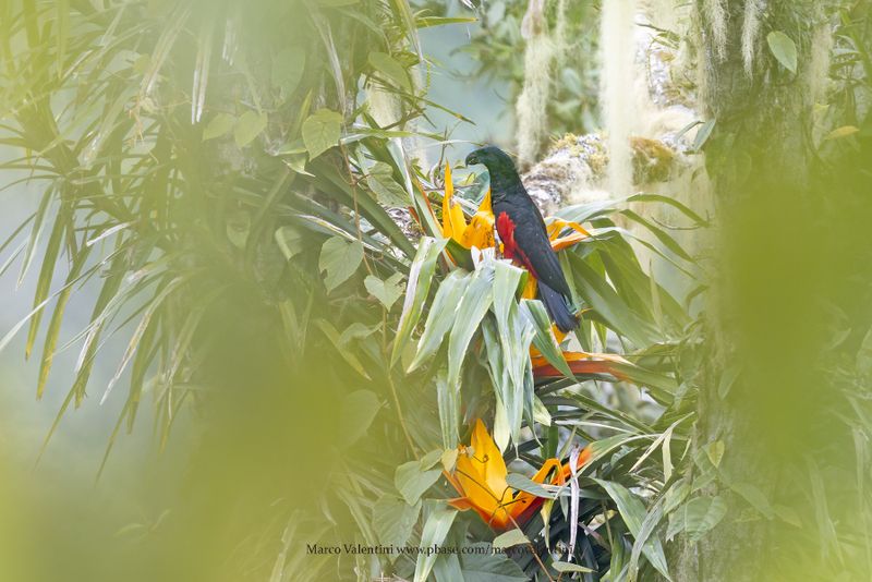 Pesquet's Parrot - Psittrichas fulgidus