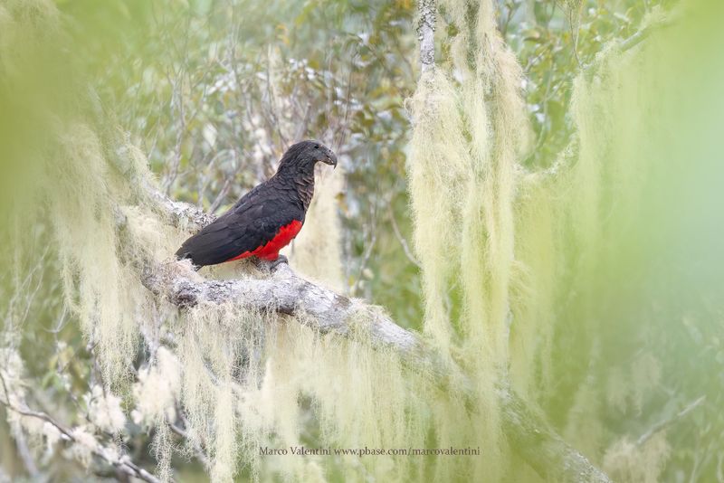 Pesquet's Parrot - Psittrichas fulgidus