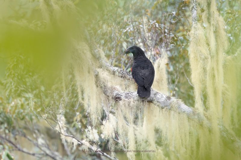 Pesquet's Parrot - Psittrichas fulgidus