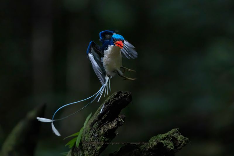 Common Paradise Kingfisher - Tanysiptera galatea