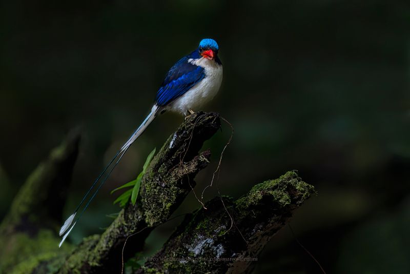 Common Paradise Kingfisher - Tanysiptera galatea