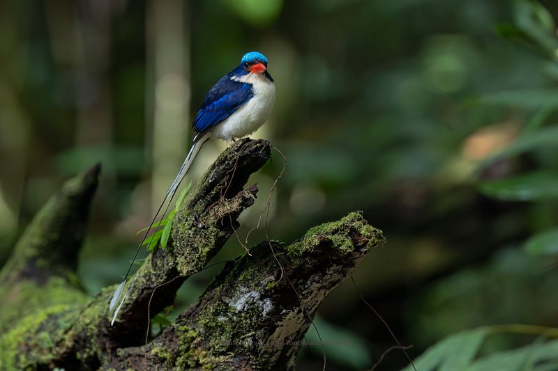 Common Paradise Kingfisher - Tanysiptera galatea
