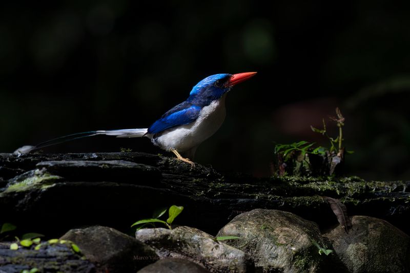 Common Paradise Kingfisher - Tanysiptera galatea