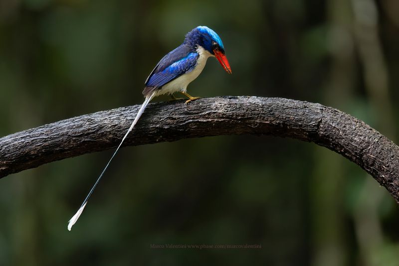 Common Paradise Kingfisher - Tanysiptera galatea