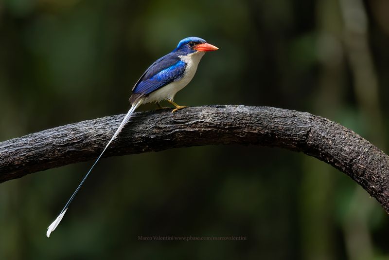 Common Paradise Kingfisher - Tanysiptera galatea