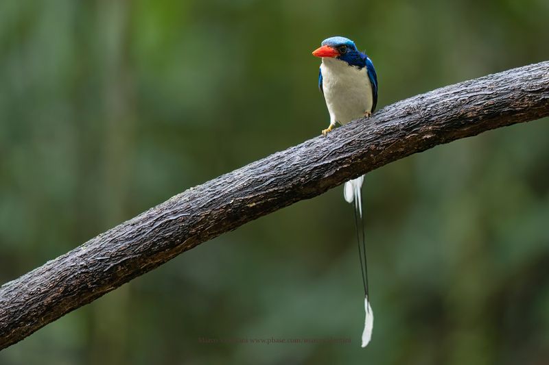 Common Paradise Kingfisher - Tanysiptera galatea