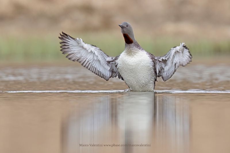 Red-throated Loon - Gavia stellata