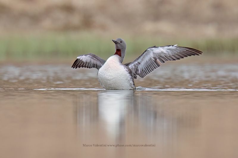 Red-throated Loon - Gavia stellata