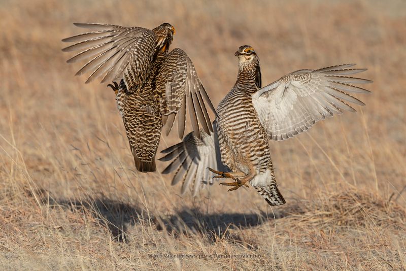 USA 2025 Birds