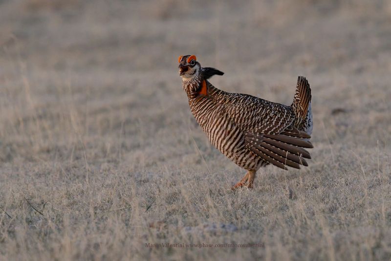Lesser Prairie-Chicken - Tympanuchus pallidicinctus