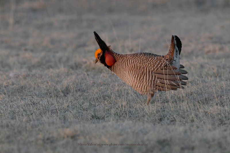 Lesser Prairie-Chicken - Tympanuchus pallidicinctus
