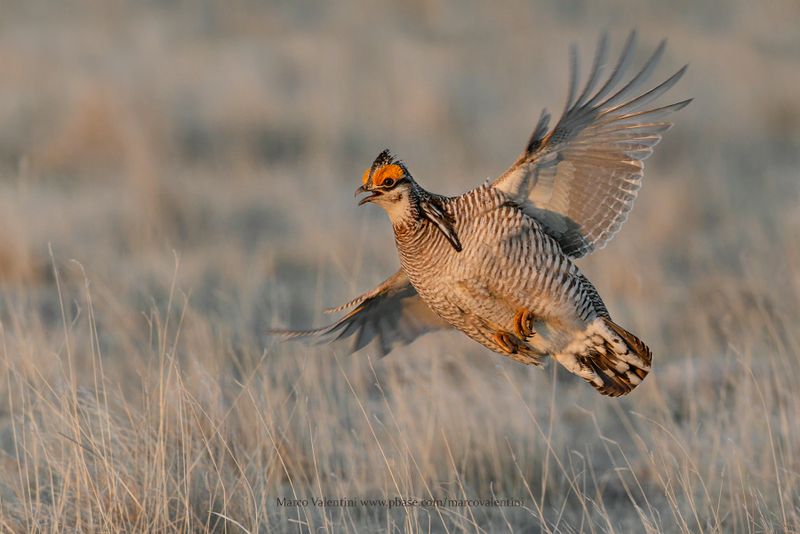 Lesser Prairie-Chicken - Tympanuchus pallidicinctus