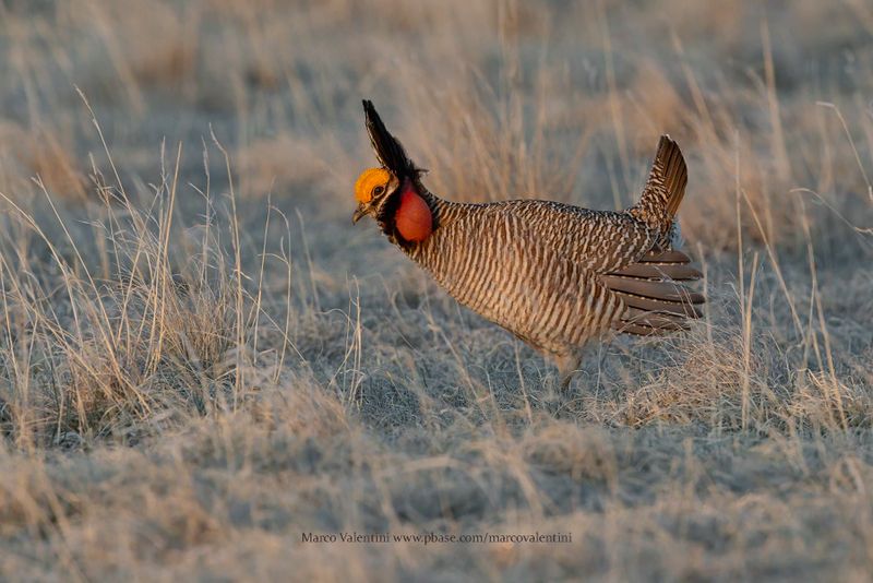 Lesser Prairie-Chicken - Tympanuchus pallidicinctus