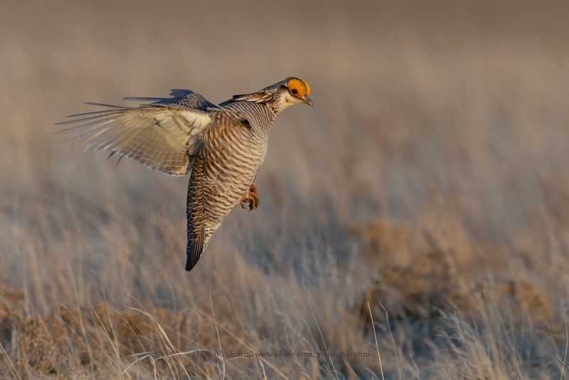 Lesser Prairie-Chicken - Tympanuchus pallidicinctus