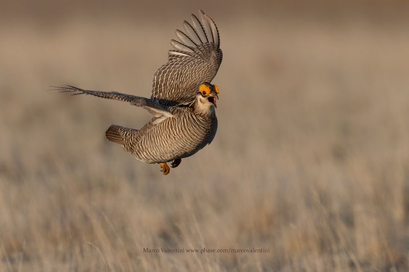 Lesser Prairie-Chicken - Tympanuchus pallidicinctus
