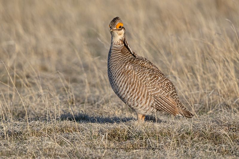 Lesser Prairie-Chicken - Tympanuchus pallidicinctus