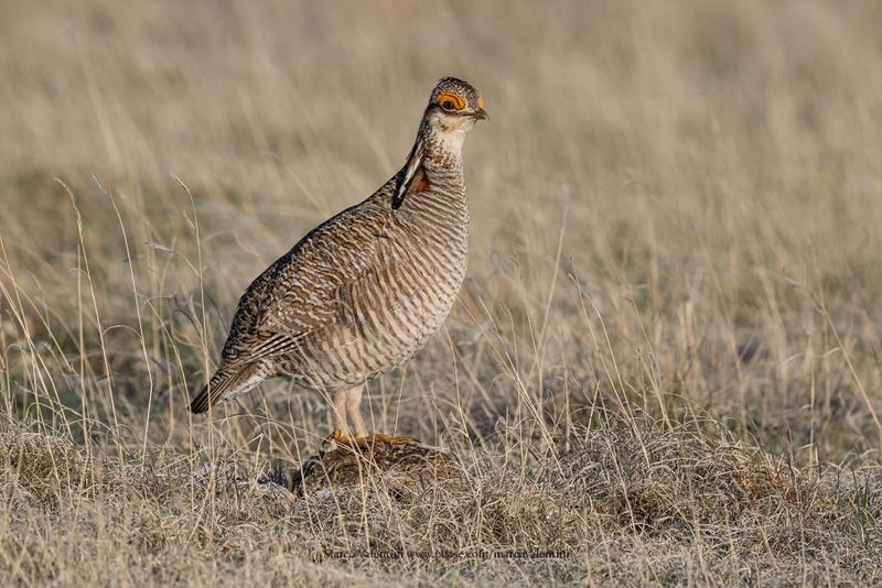 Lesser Prairie-Chicken - Tympanuchus pallidicinctus