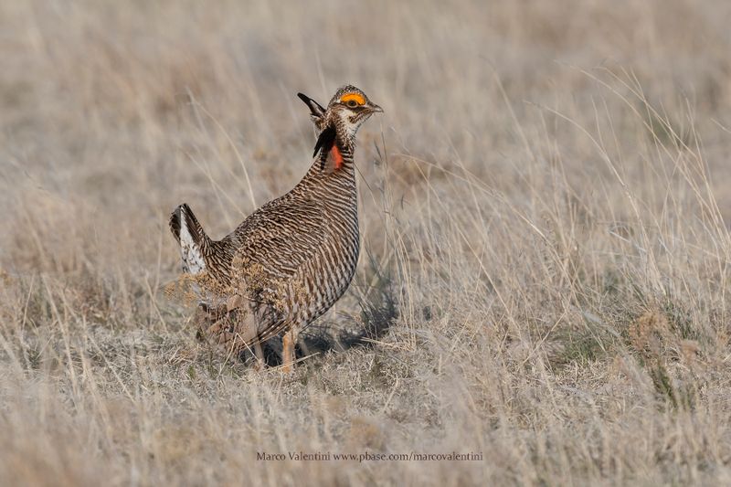 Lesser Prairie-Chicken - Tympanuchus pallidicinctus