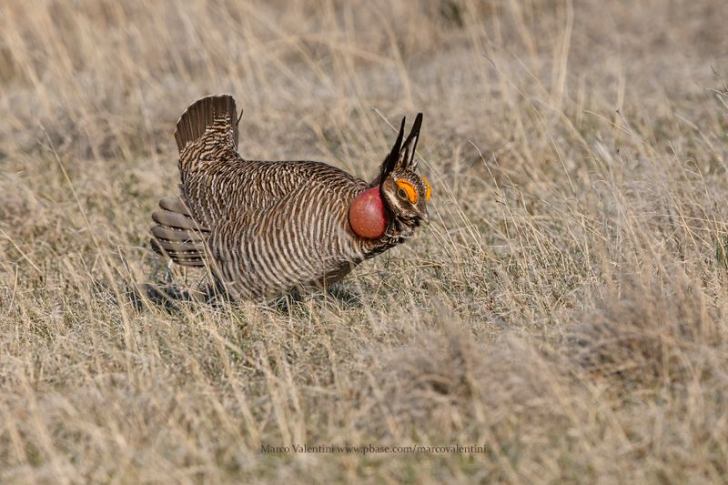Lesser Prairie-Chicken - Tympanuchus pallidicinctus